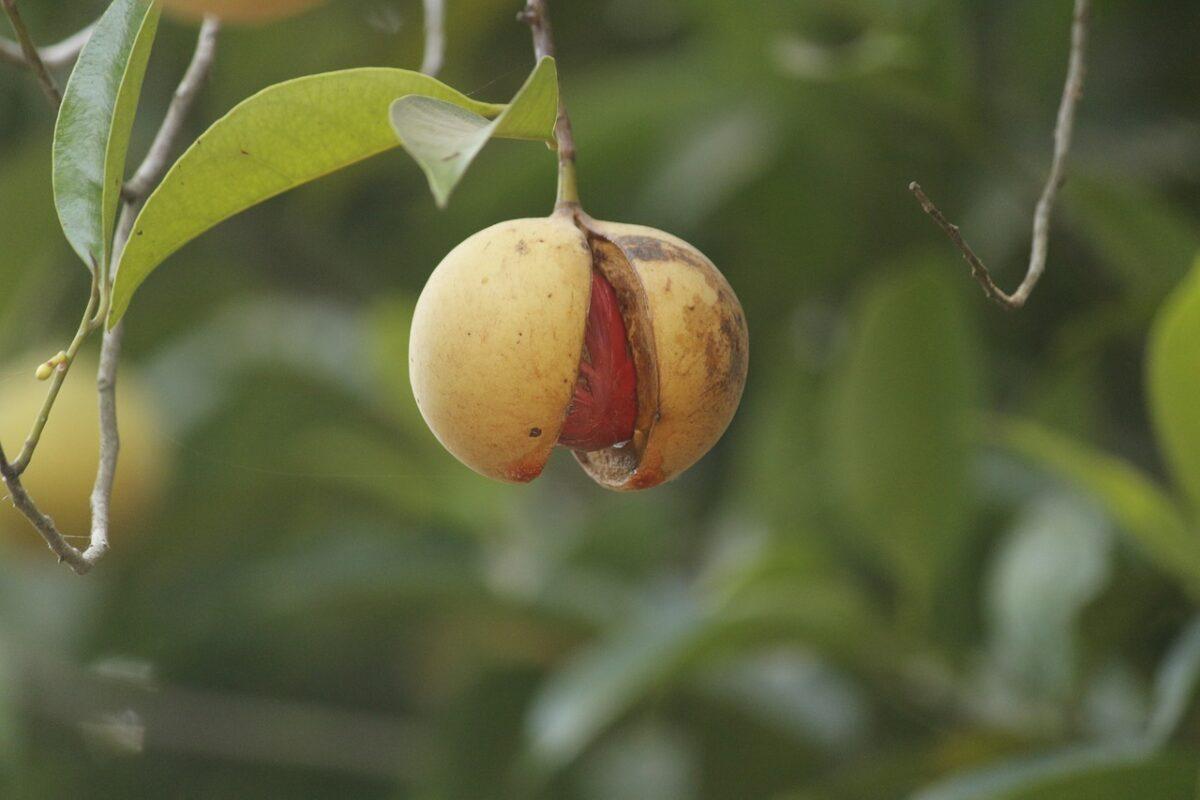 Индийско орехче (Nutmeg)