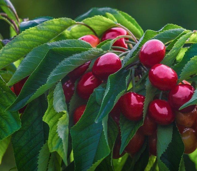 Черешите и вишните са полезни при болки в мускулите