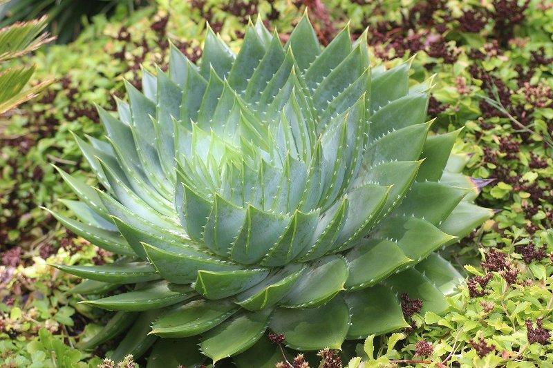 Алое (Aloe)