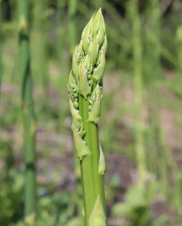 Аспержа (Asparagus)