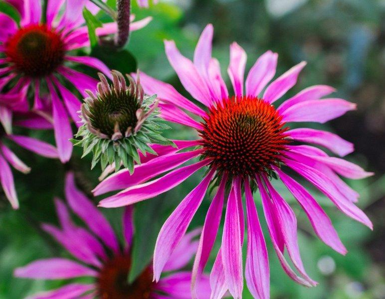 Ехинацея (Echinacea)