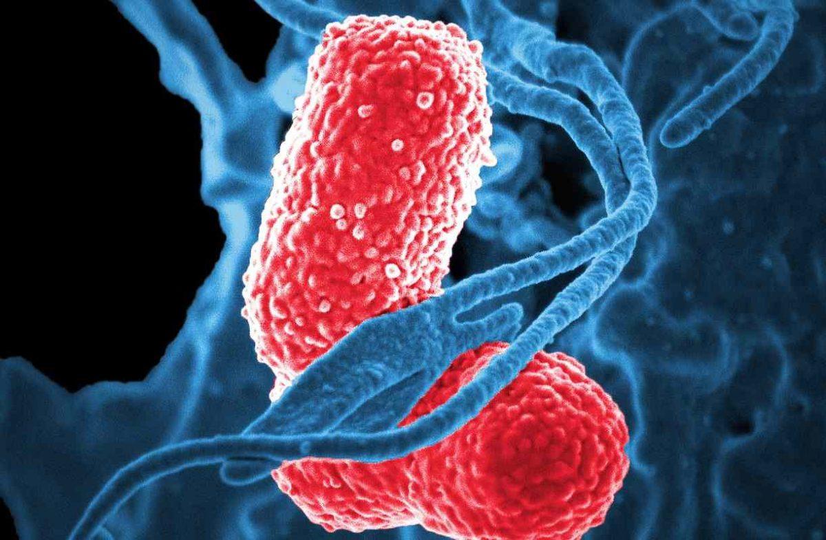 Klebsiella