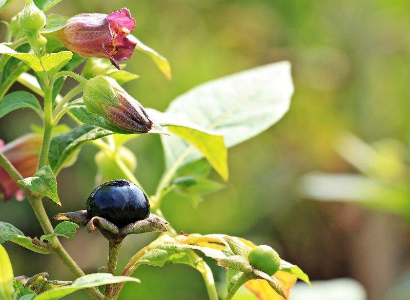 Беладона (Belladonna)