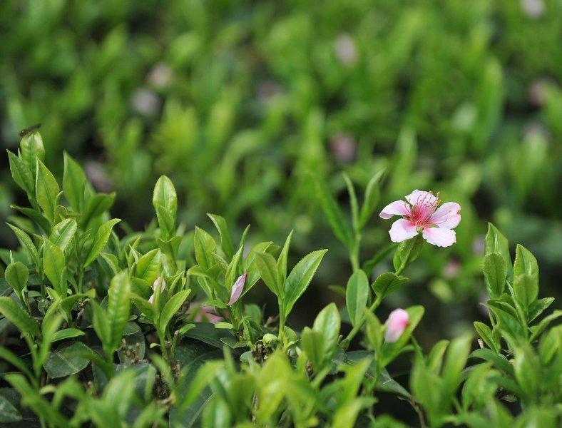 Зелен чай (Green Tea)