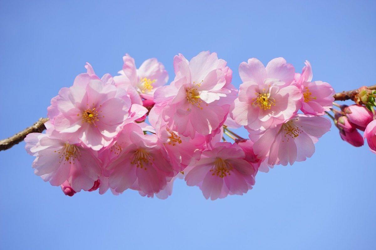 малки пъпчици