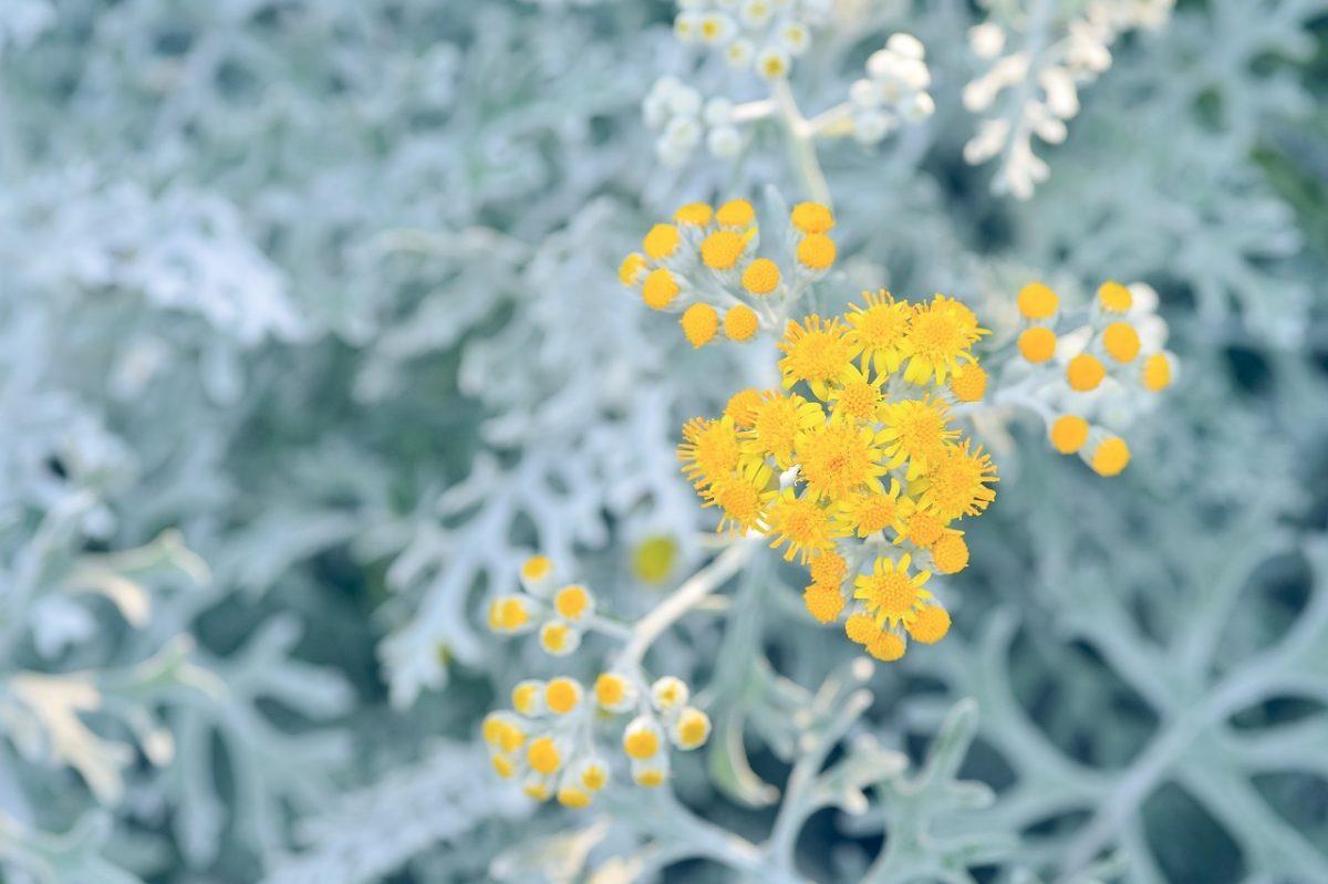 причината за цистит