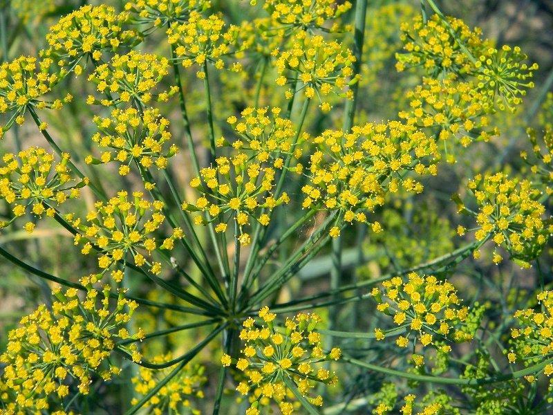Резене, див копър (Fennel)