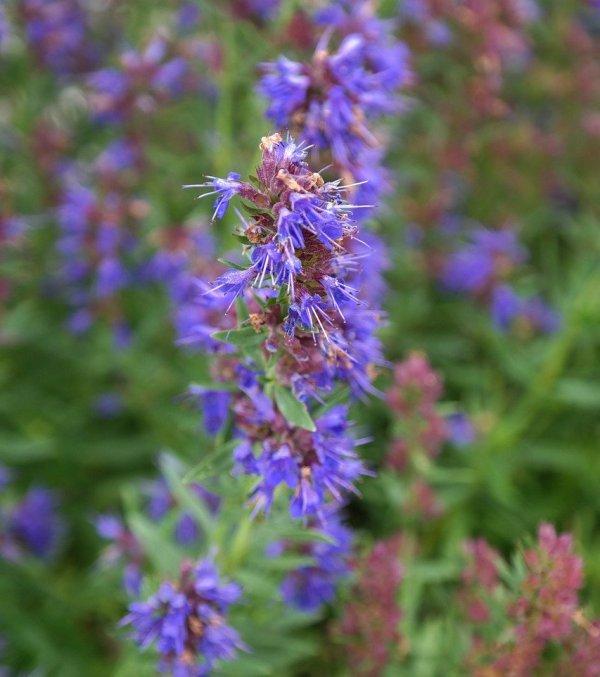 Исоп (Hyssop)