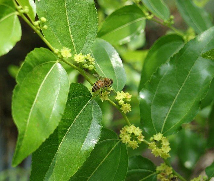 Хинап (Jujube)