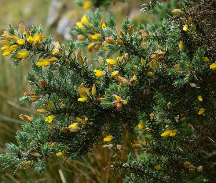 Хвойна (Juniper)