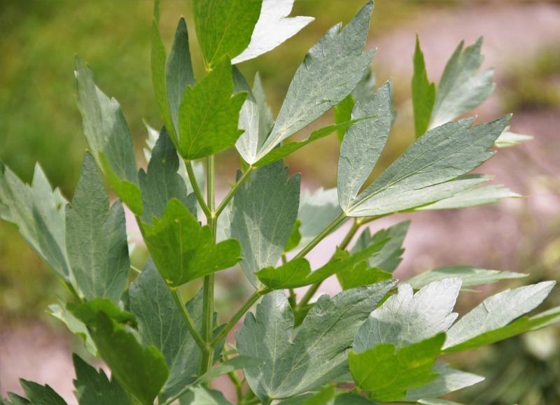 Девесил (Lovage)