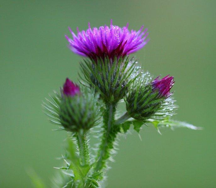 Бял трън (Milk Thistle)
