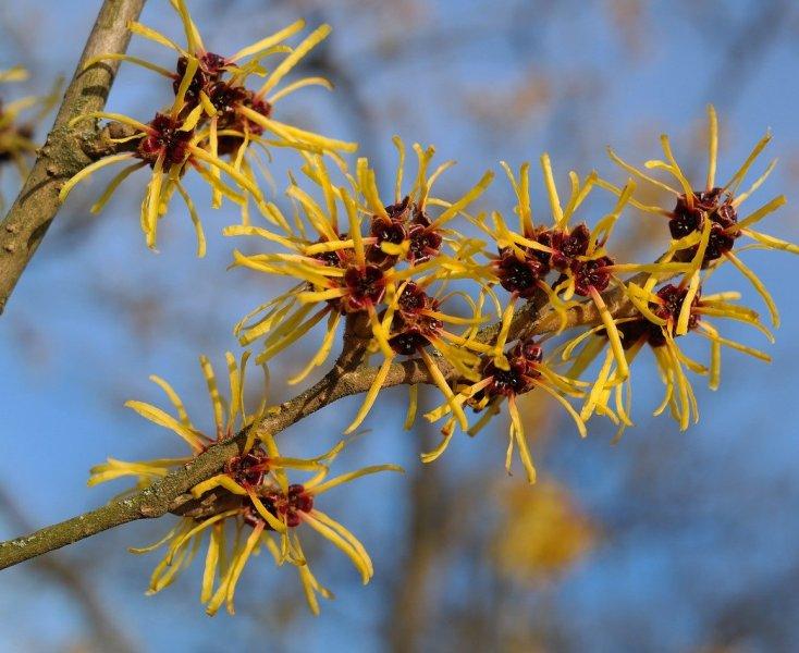 Хамамелис (Witch Hazel)