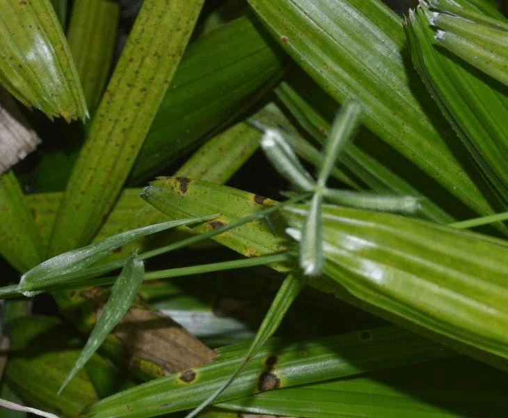 Алетрис (Star Grass)