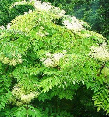 Аралия (Spikenard)