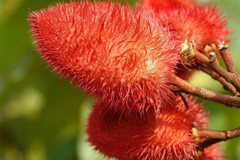Анато (Annatto)