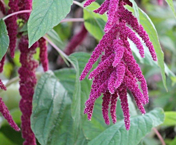 Амарант, щир (Amaranth)