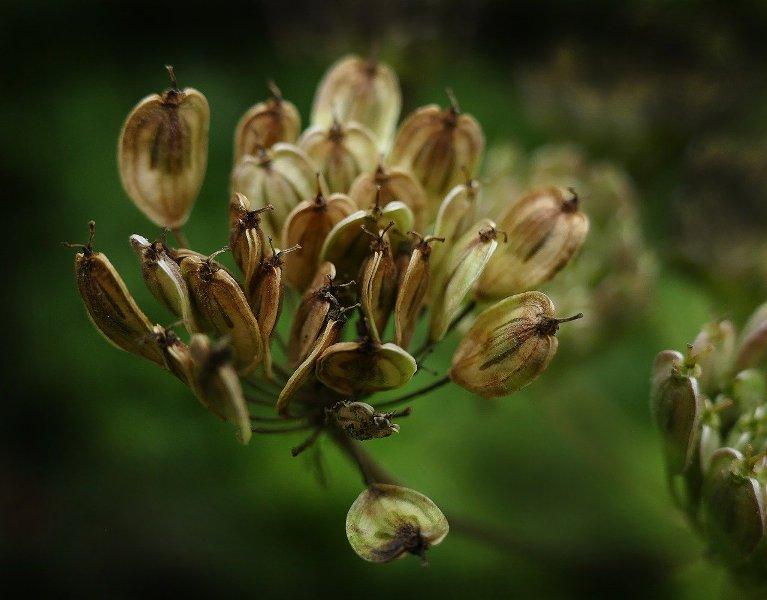 Анасон (Anise)