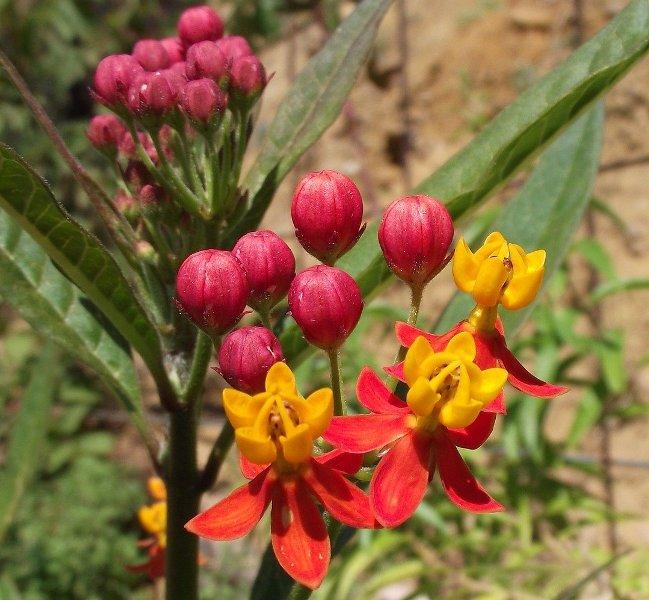 Асклепиас (Pleurisy Root)