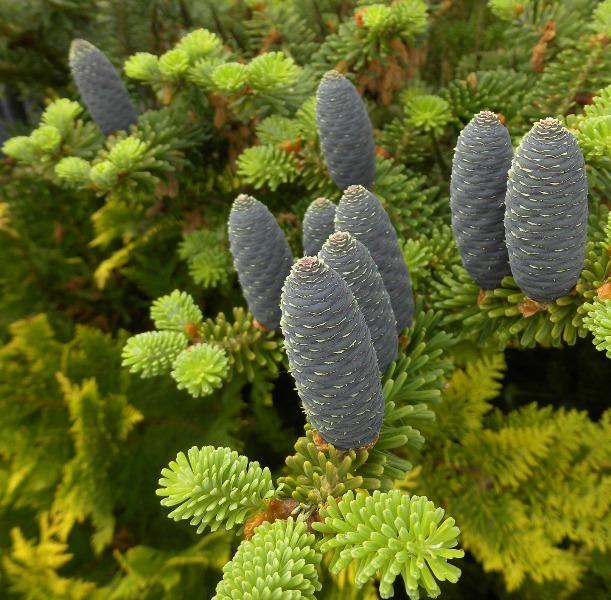 Балсамова ела (Balsam Fir)