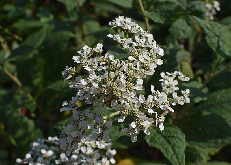 Дъбравник (Boneset)