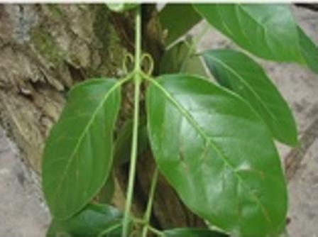 Котешки нокът (Cat's claw)