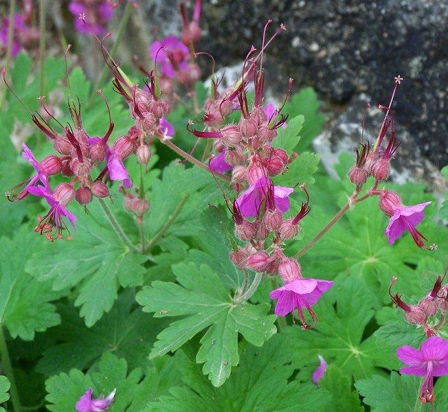 Здравец (Cranesbill, Geranium)