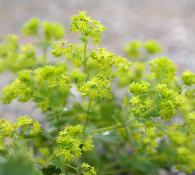 Цариче (Lady's Mantle)