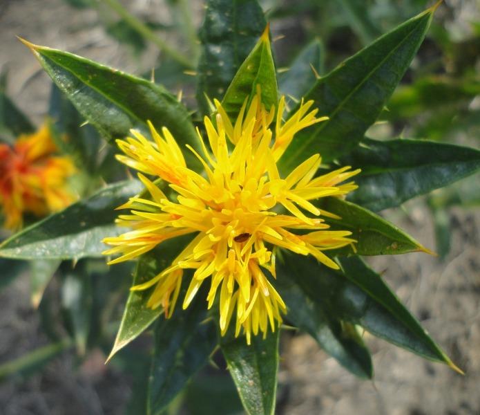 Шафранка (Safflower)