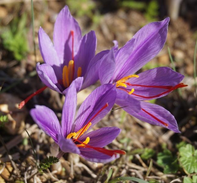 Шафран (Saffron)