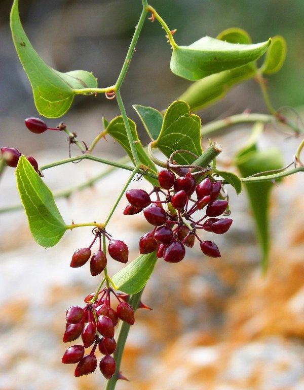 Сарсапарила (Sarsaparilla)
