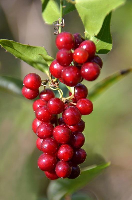 Китайски лимонник (Schisandra)