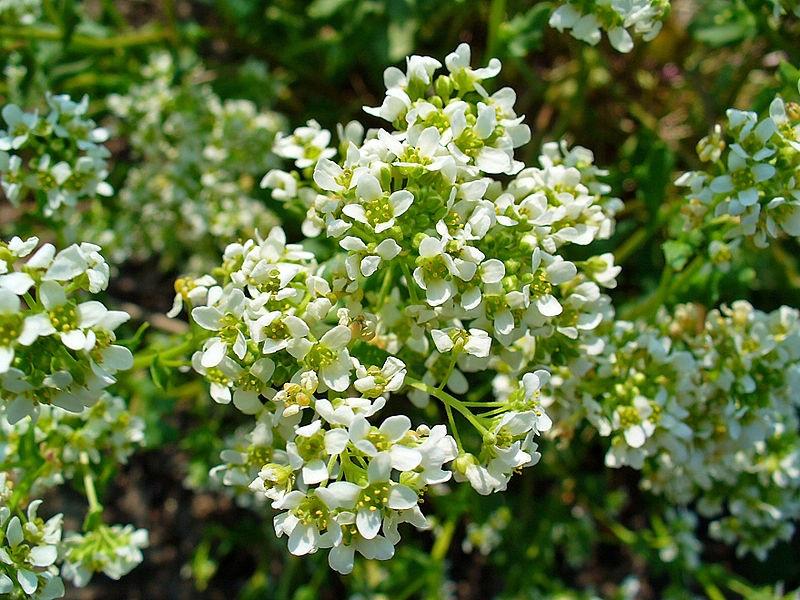 Скорбутна трева (Scurvy Grass)