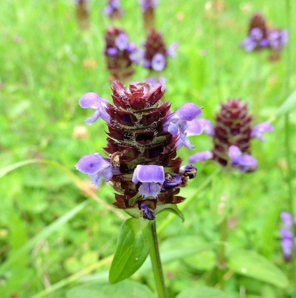 Пришница обикновена (Self-Heal)