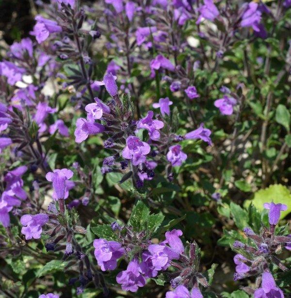 Превара (Skullcap)