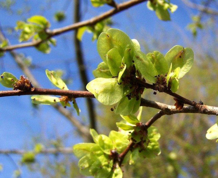Хлъзгав бряст (Slippery Elm)