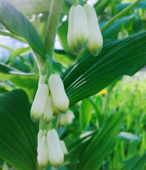 Момкова сълза (Solomon's Seal)