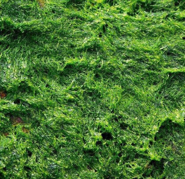Спирулина (Spirulina)