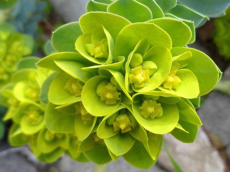 Млечка (Spurge)