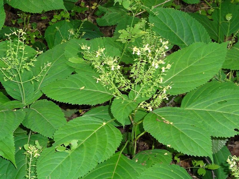 Канадска колинсония (Stoneroot)
