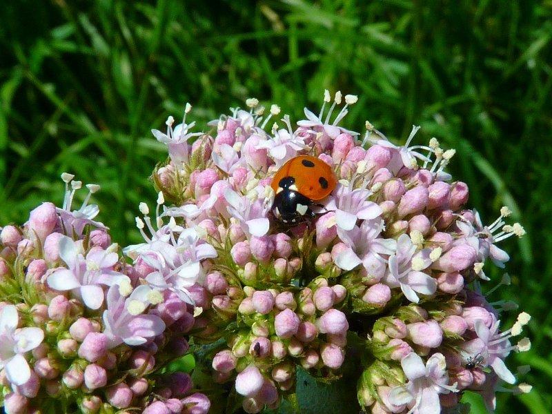 Валериан (Valerian)