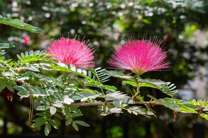 Албиция (Albizia)