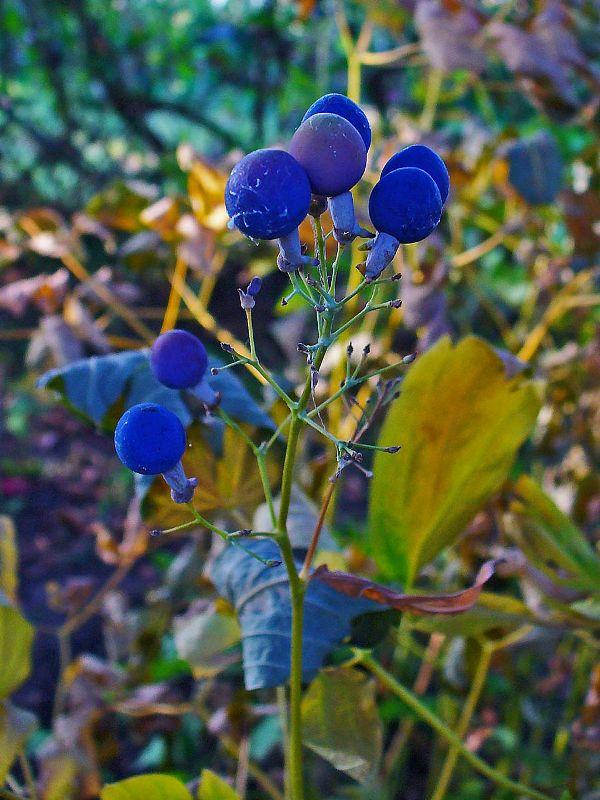 Син Кохош (Blue Cohosh)