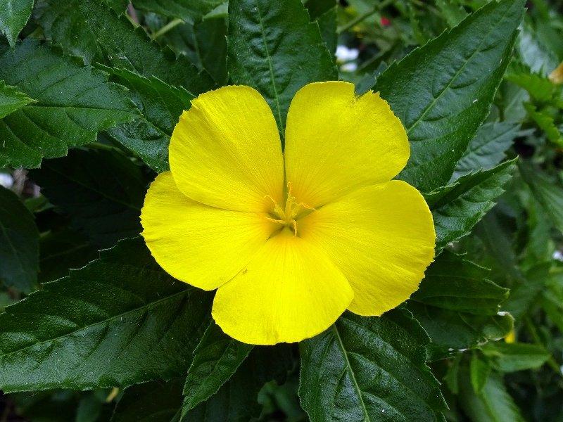Дамиана (Damiana)