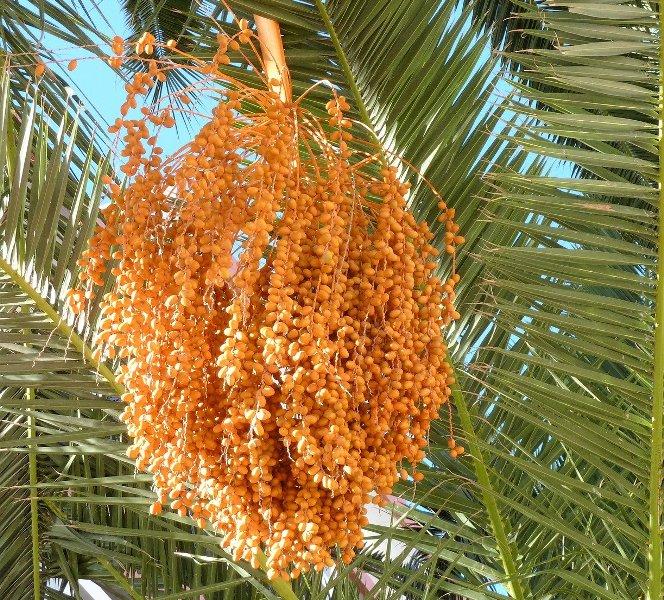 Фурми (Dates)