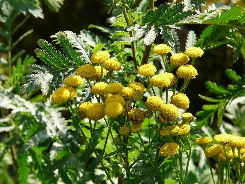 Вратига, Танацетум (Feverfew)