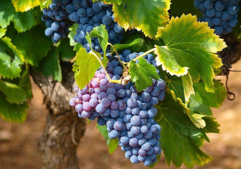 Грозде (Grape)