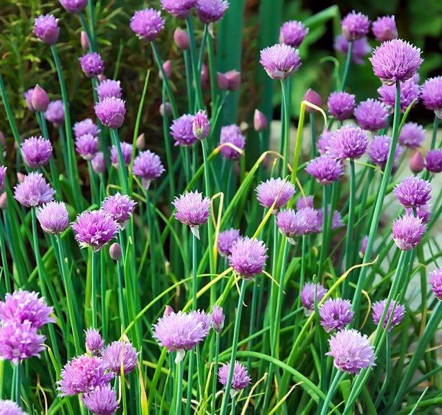 Лук (Onion)