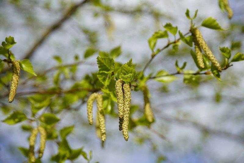 Бреза (Birch)