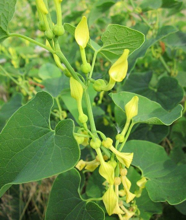 Вълча ябълка (Birthwort)